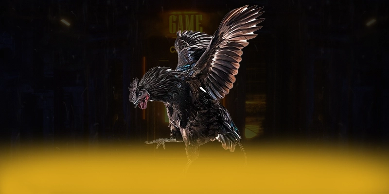 Sản phẩm nổi bật tại CONGA6789