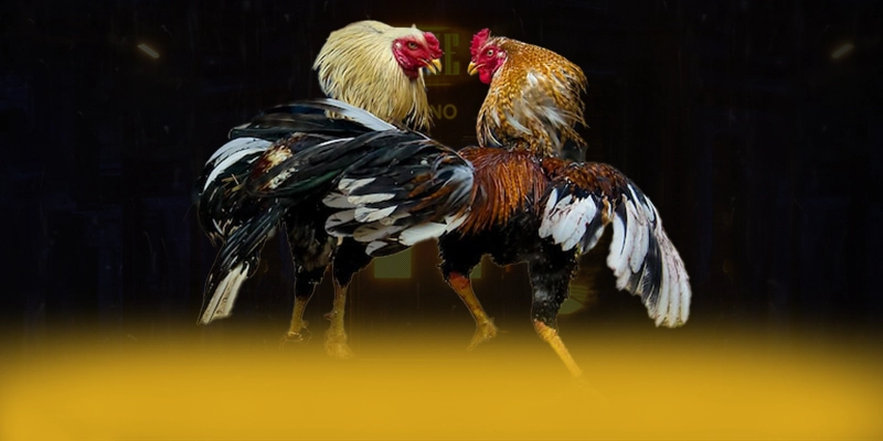 DAGA88 - Ứng dụng giải trí hấp dẫn được quan tâm nhất – Khám phá ưu đãi hot của DAGA88