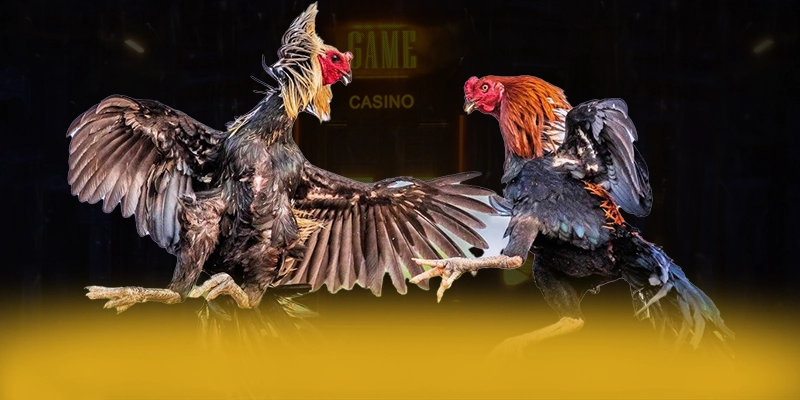 ĐÁ GÀ TRỰC TIẾP – Thương hiệu đẳng cấp, đang làm mưa làm gió trên thị trường.