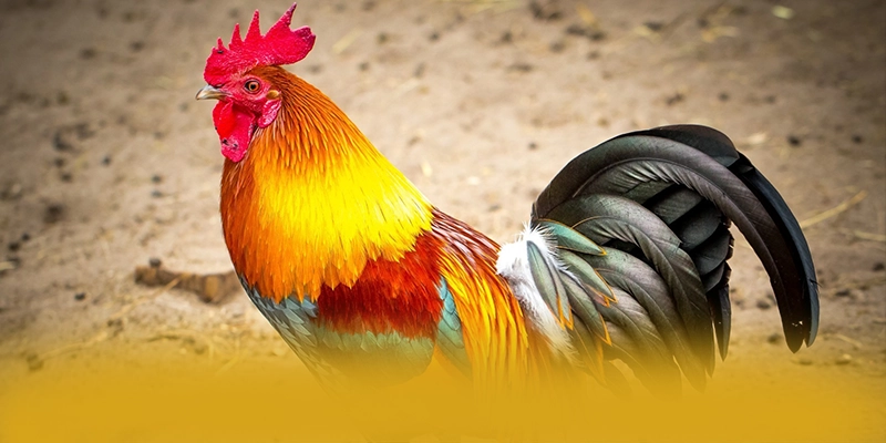 FAFA191 – Trang game được nhiều người chơi lựa chọn, đang làm mưa làm gió trên thị trường.