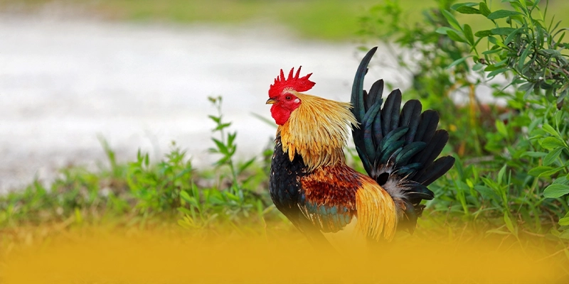 SUNWIN - Ứng dụng giải trí có độ an toàn vượt trội 2025 – Đánh giá SUNWIN