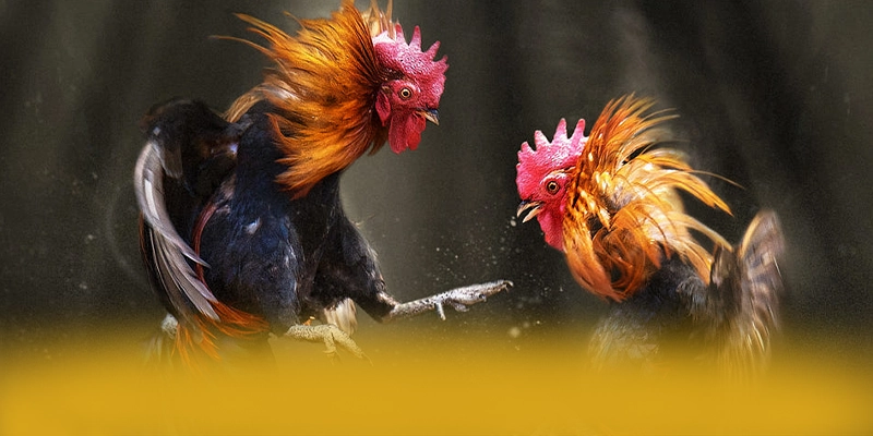 CONGA6789 - Lời kết từ trải nghiệm thực tế. CONGA6789 - Lời kết từ trải nghiệm thực tế.