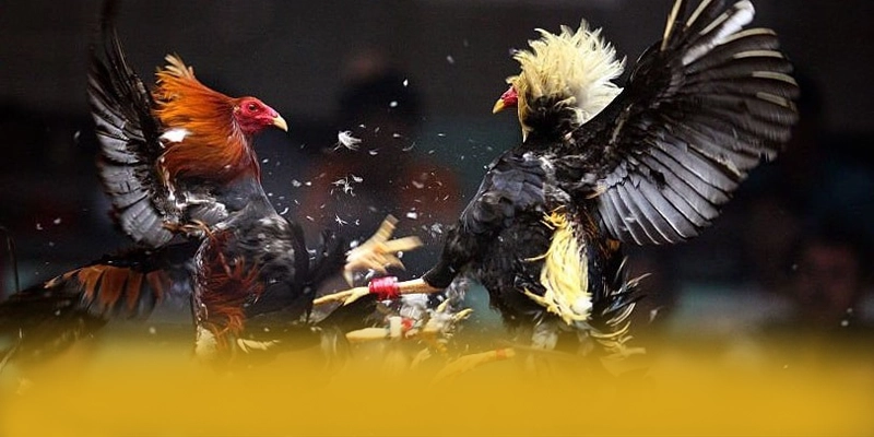 Vb777 - Nhìn lại toàn bộ ưu điểm với đầy đủ ưu điểm nổi bật.