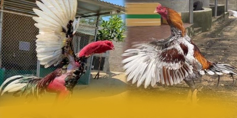 Giới thiệu CONGA6789 - Sảnh game phổ biến nhất số 1 Việt Nam
Giới thiệu CONGA6789 - Sảnh game phổ biến nhất số 1 Việt Nam