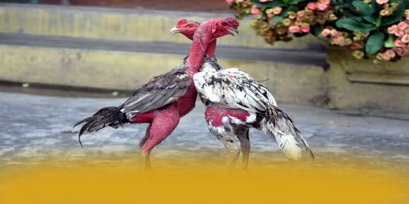 AU88 - Sân chơi an toàn được yêu thích hàng đầu – Cập nhật thông tin về AU88