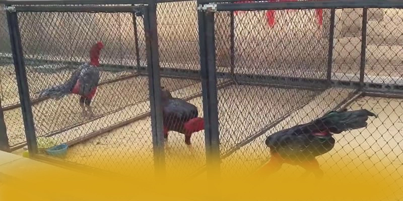 RR99 - Cổng cá cược đáng trải nghiệm tại Việt Nam